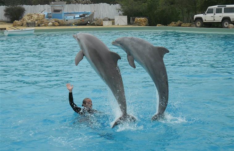 Spectacle avec les dauphins Planète Sauvage