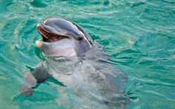 Spectacle de dauphins Planète Sauvage