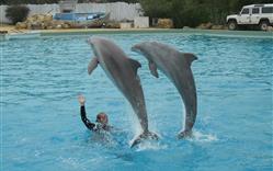 Spectacle avec les dauphins Planète Sauvage