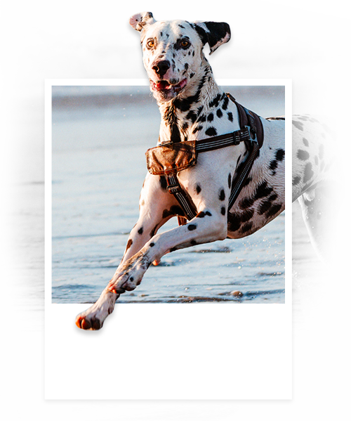 cta-chien