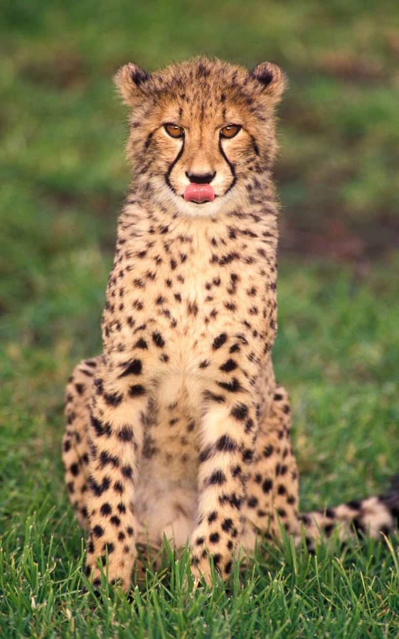 cheetah zoo (1)