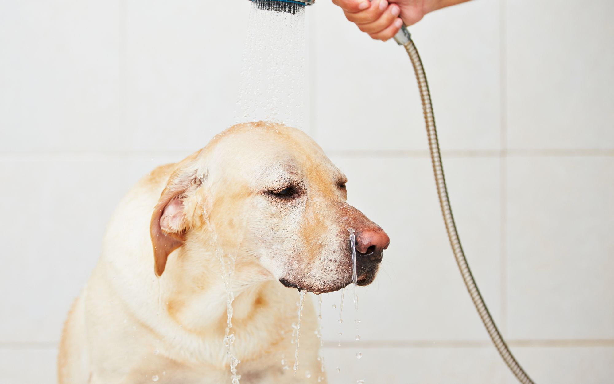 douche chien