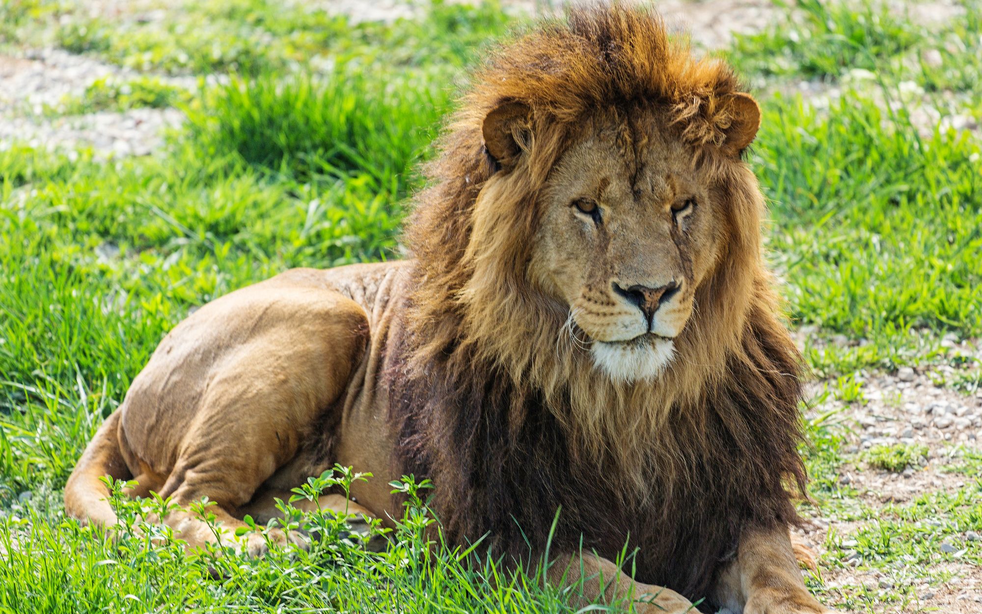 img-1 lion safari