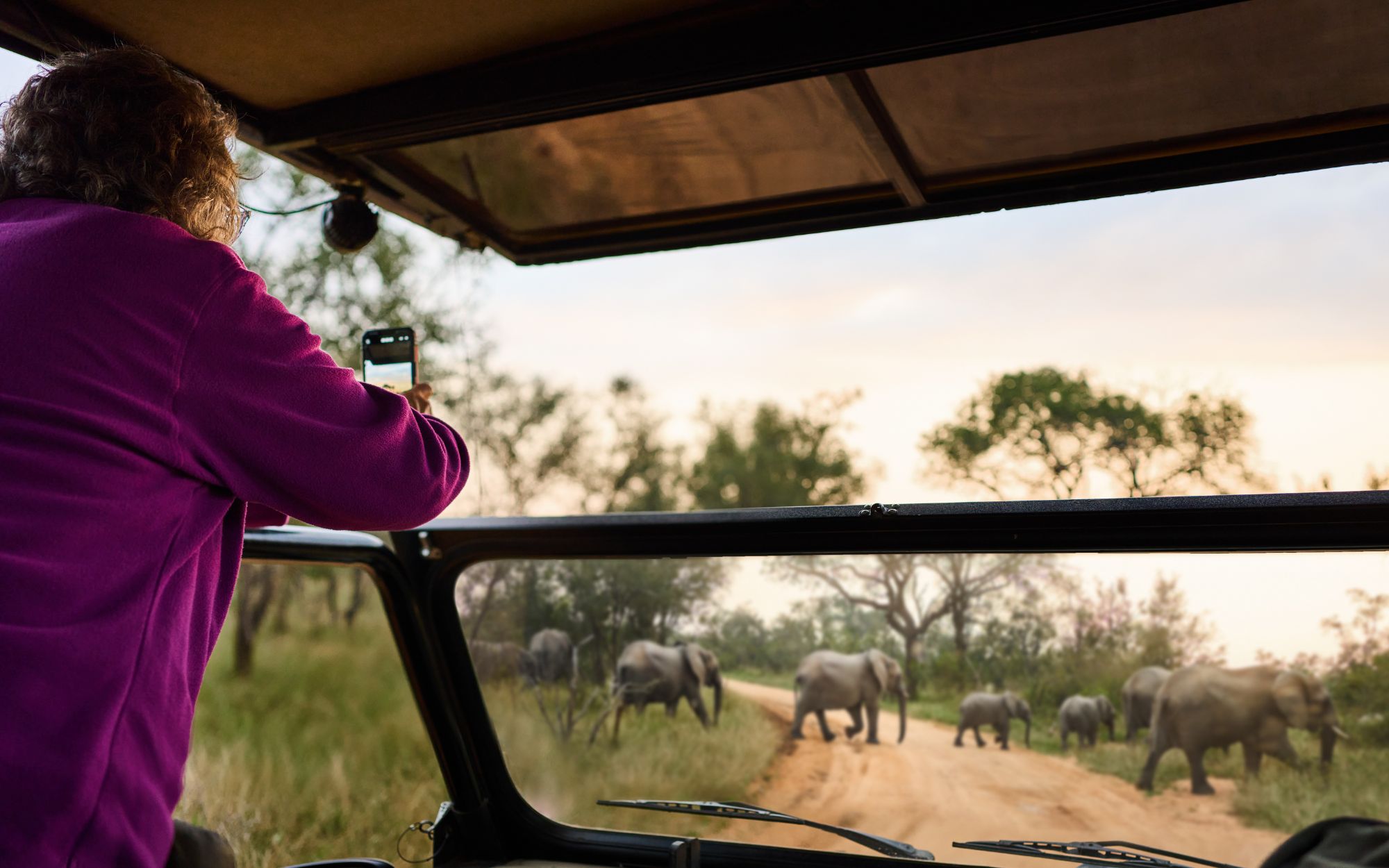 safari